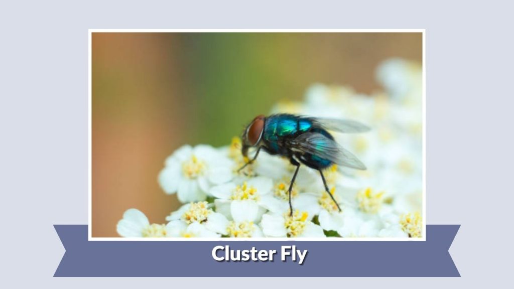 Cluster Fly