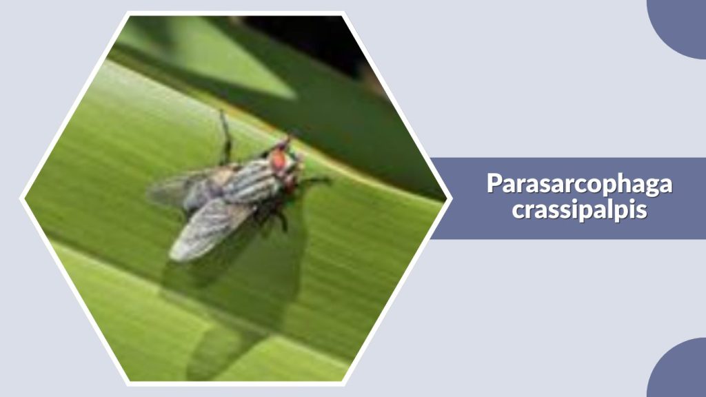 Parasarcophaga crassipalpis