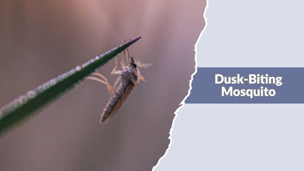 Dusk-Biting Mosquito