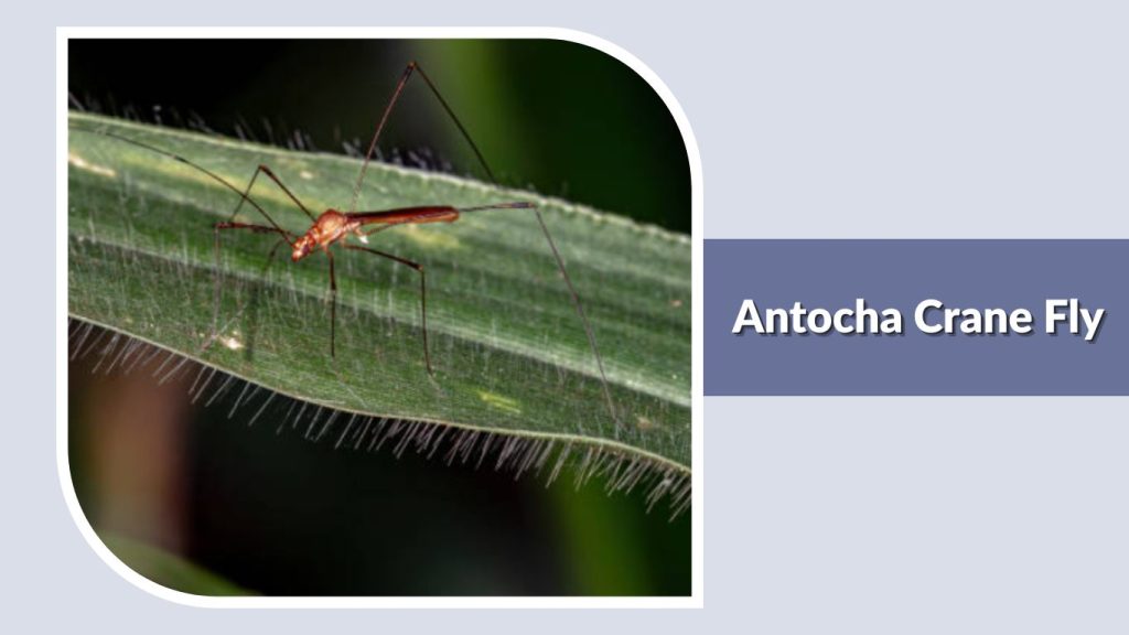 Antocha Crane Fly