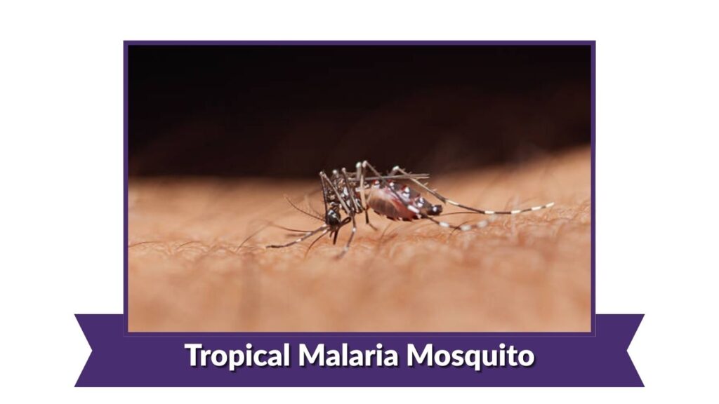 Tropical Malaria Mosquito