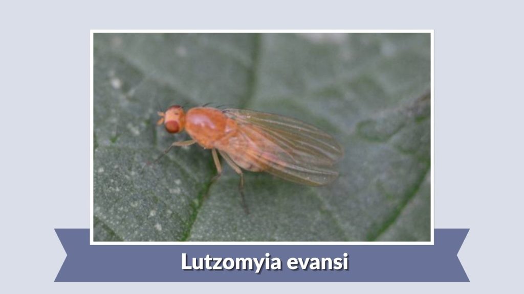 Lutzomyia evansi