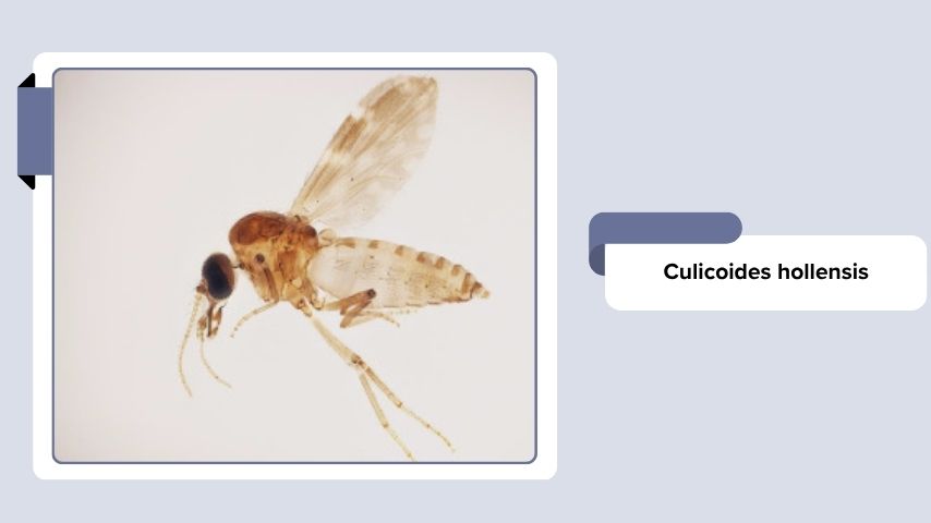 Culicoides hollensis
