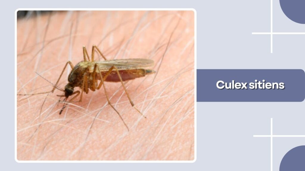 Culex sitiens