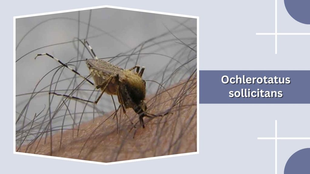Ochlerotatus sollicitans