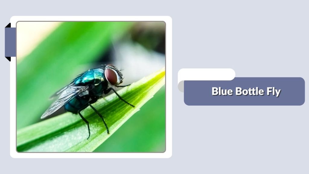 Blue Bottle Fly