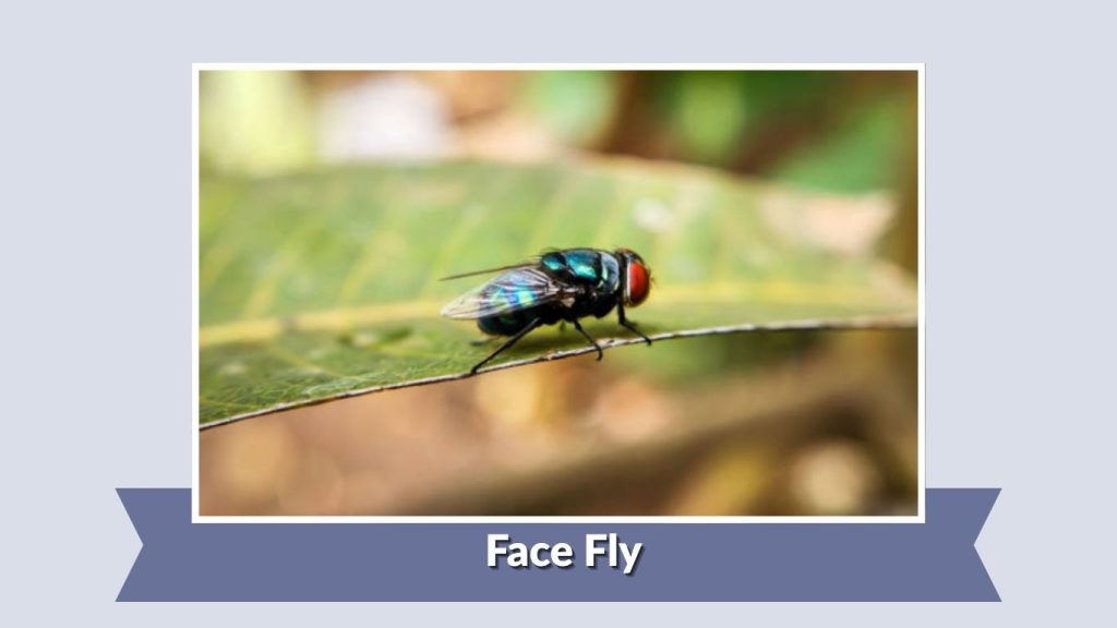 Face Fly