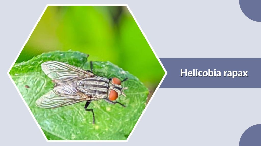 Helicobia rapax