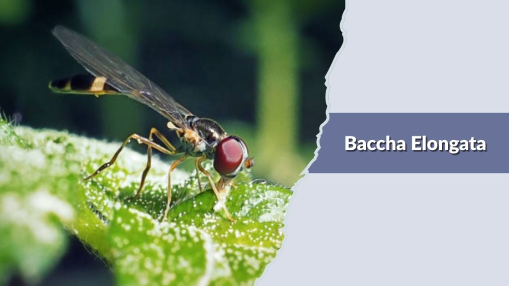 Baccha Elongata
