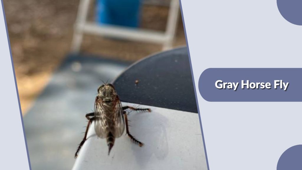 Gray Horse Fly