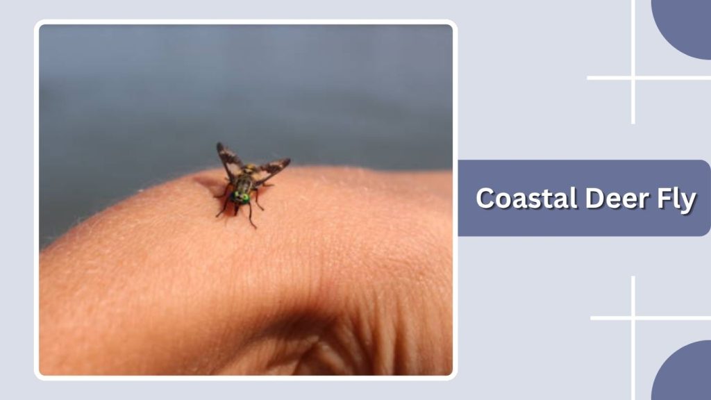 Coastal Deer Fly
