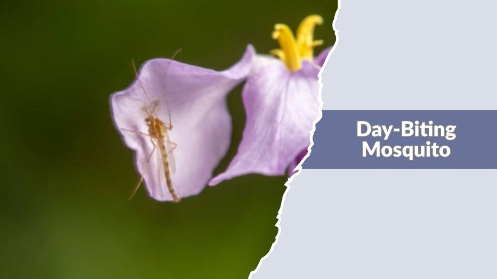 Day-Biting Mosquito