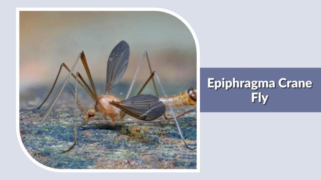 Epiphragma Crane Fly