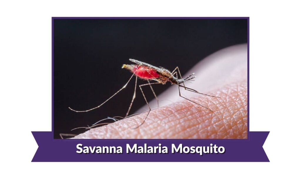 Savanna Malaria Mosquito