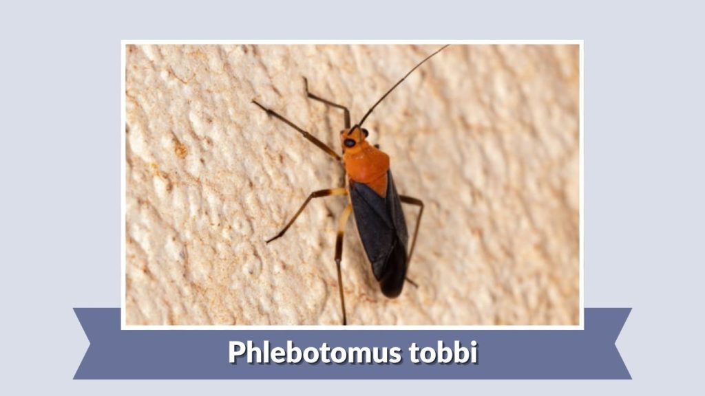 Phlebotomus tobbi
