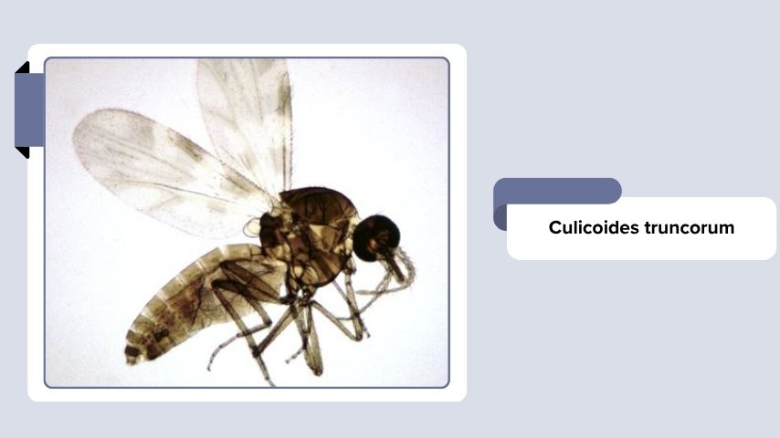Culicoides truncorum