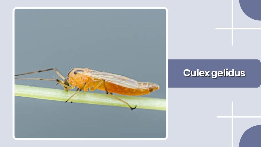 Culex gelidus