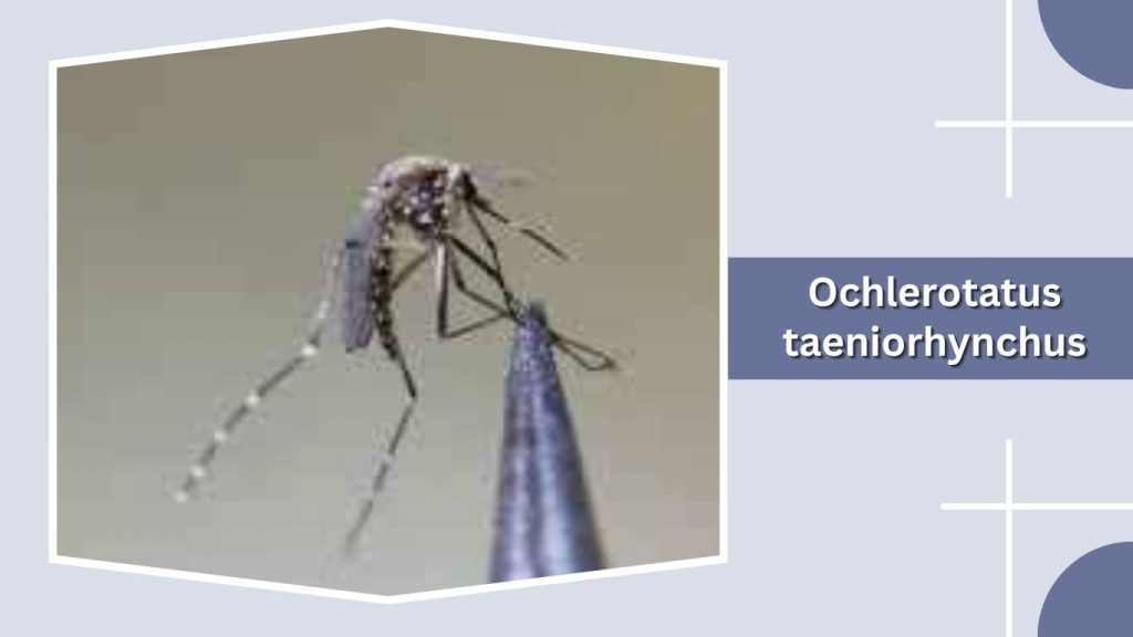Ochlerotatus taeniorhynchus