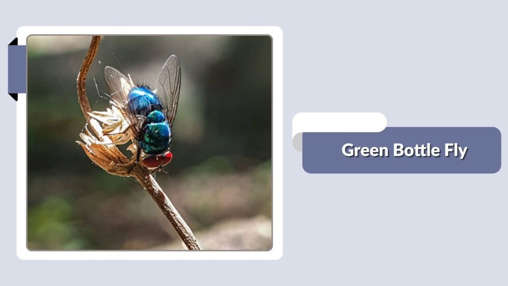 Green Bottle Fly