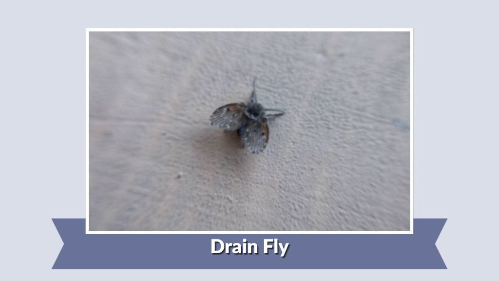 Drain Fly