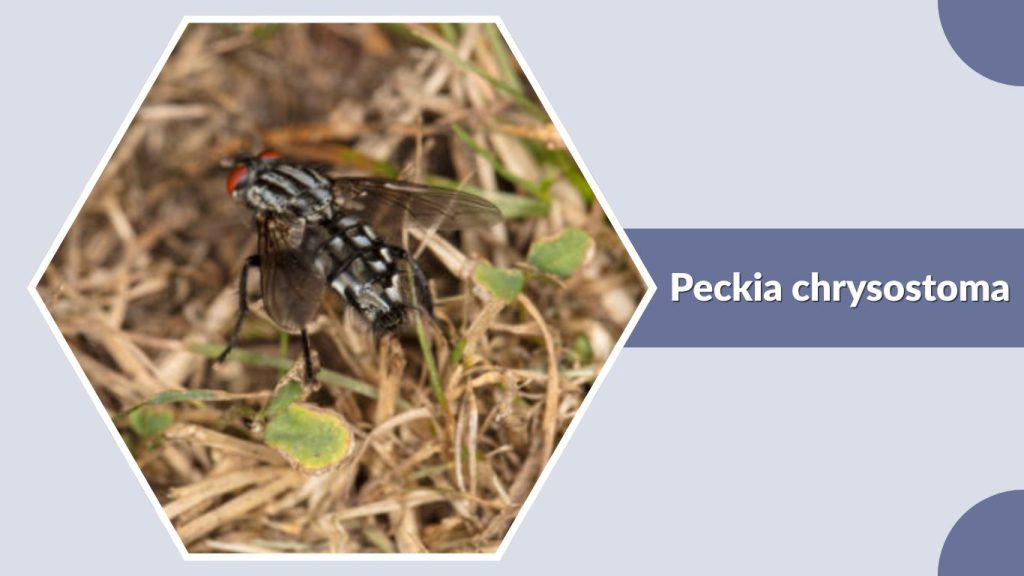 Peckia chrysostoma