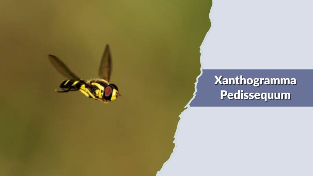 Xanthogramma Pedissequum