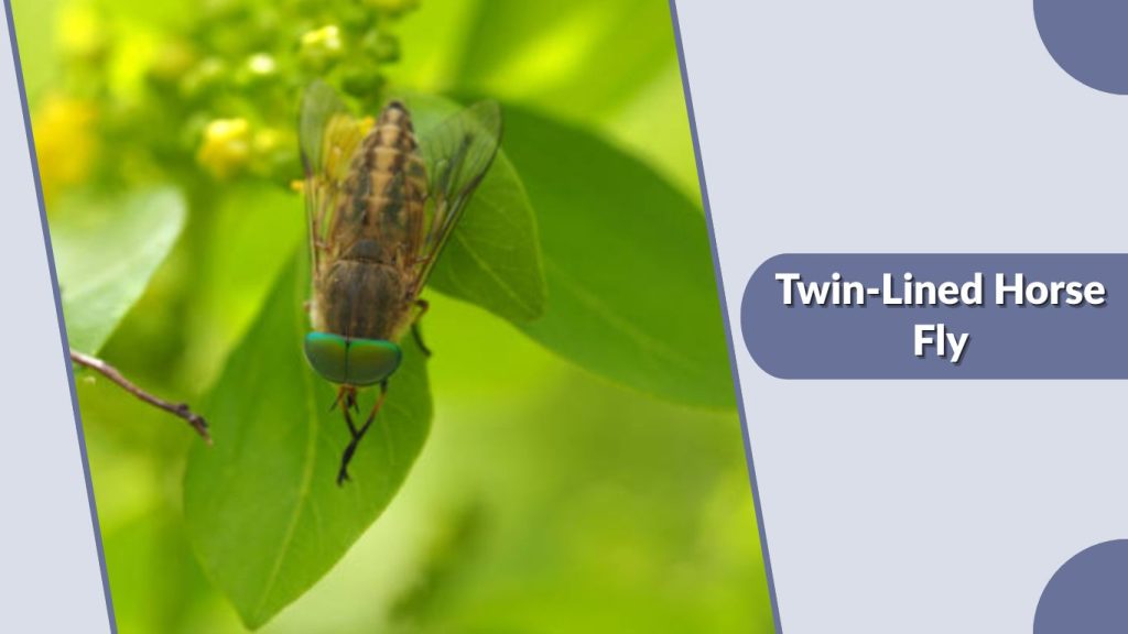 Twin-Lined Horse Fly