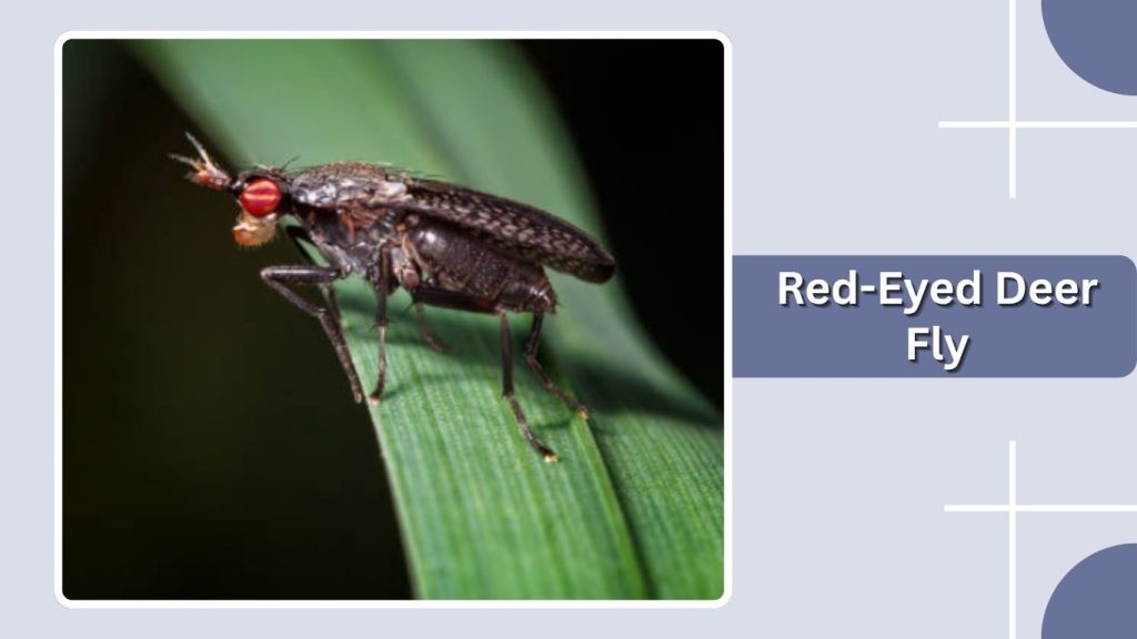 Red-Eyed Deer Fly