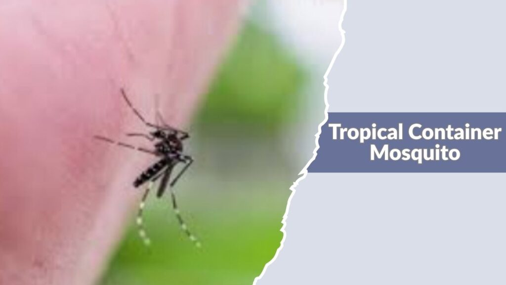 Tropical Container Mosquito