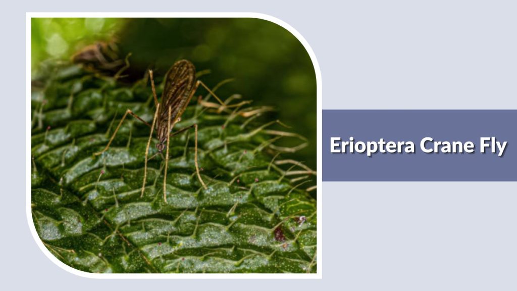 Erioptera Crane Fly
