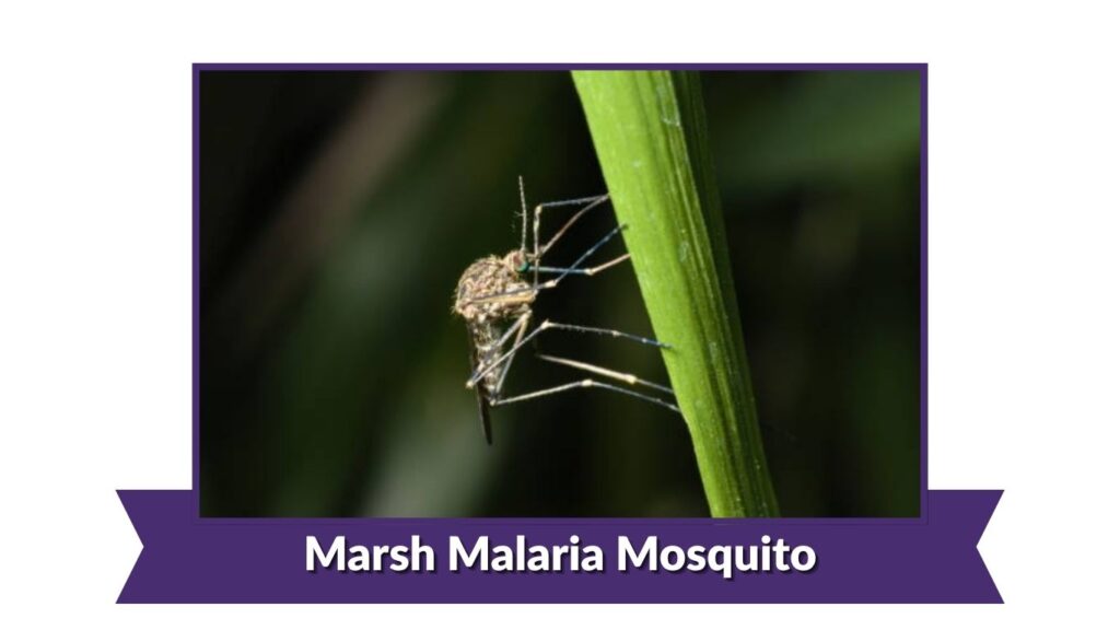 Marsh Malaria Mosquito