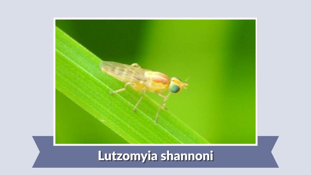 Lutzomyia shannoni