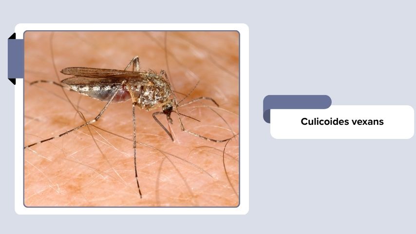 Culicoides vexans
