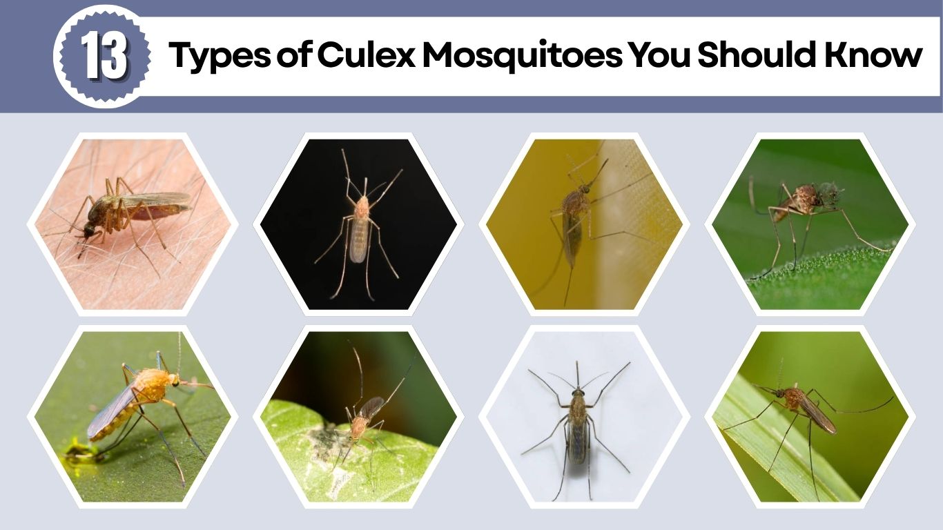 13 Types of Culex Mosquitoes You Should Know