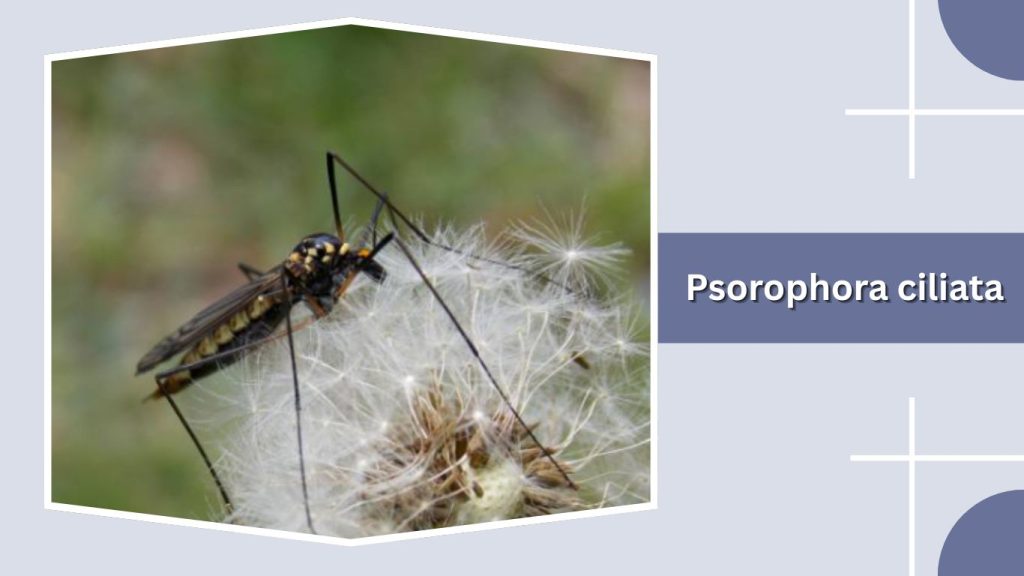 Psorophora ciliata