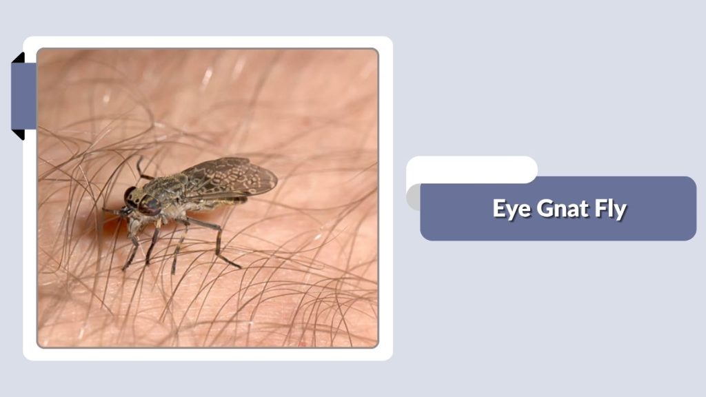 Eye Gnat Fly