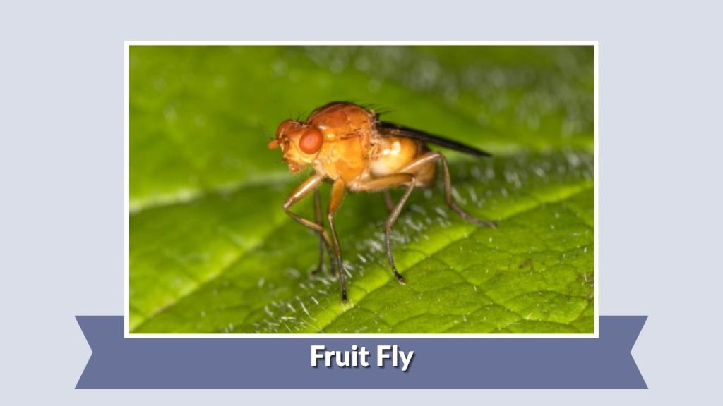 Fruit Fly