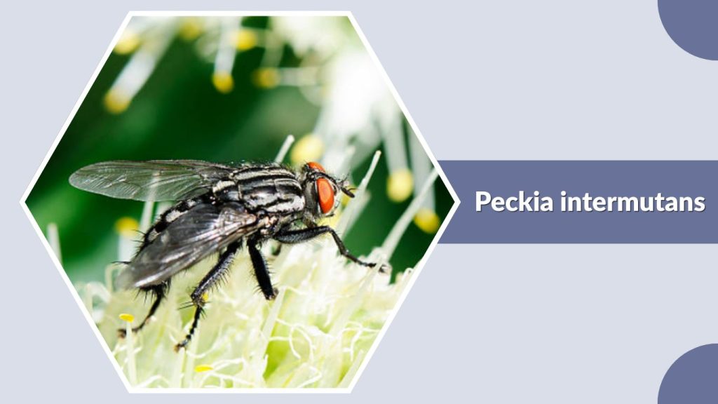 Peckia intermutans