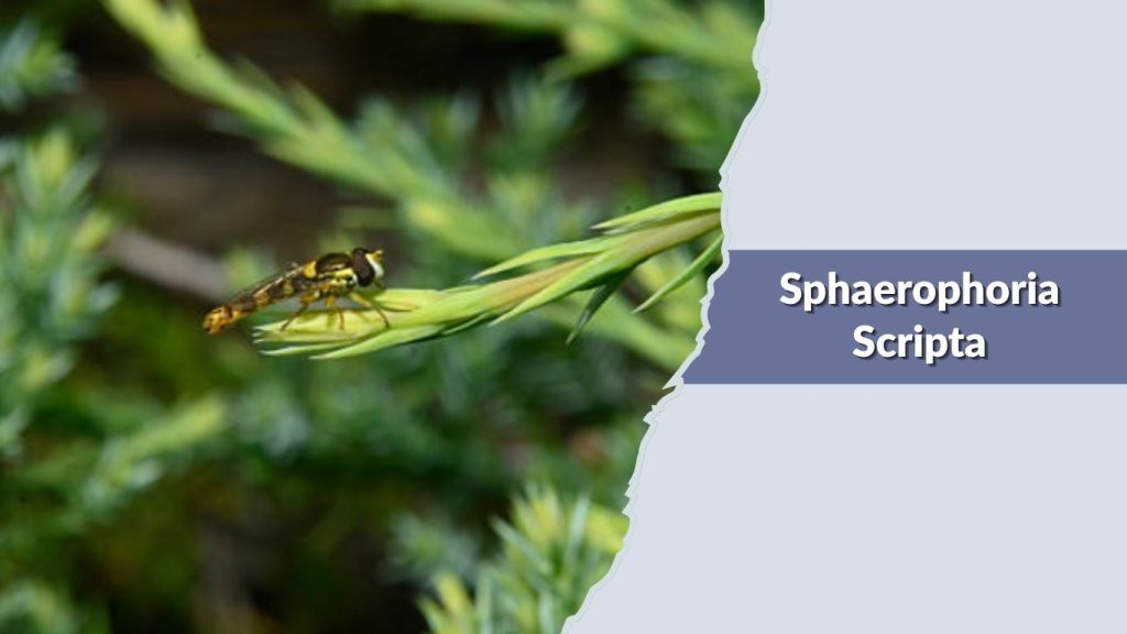 Sphaerophoria Scripta