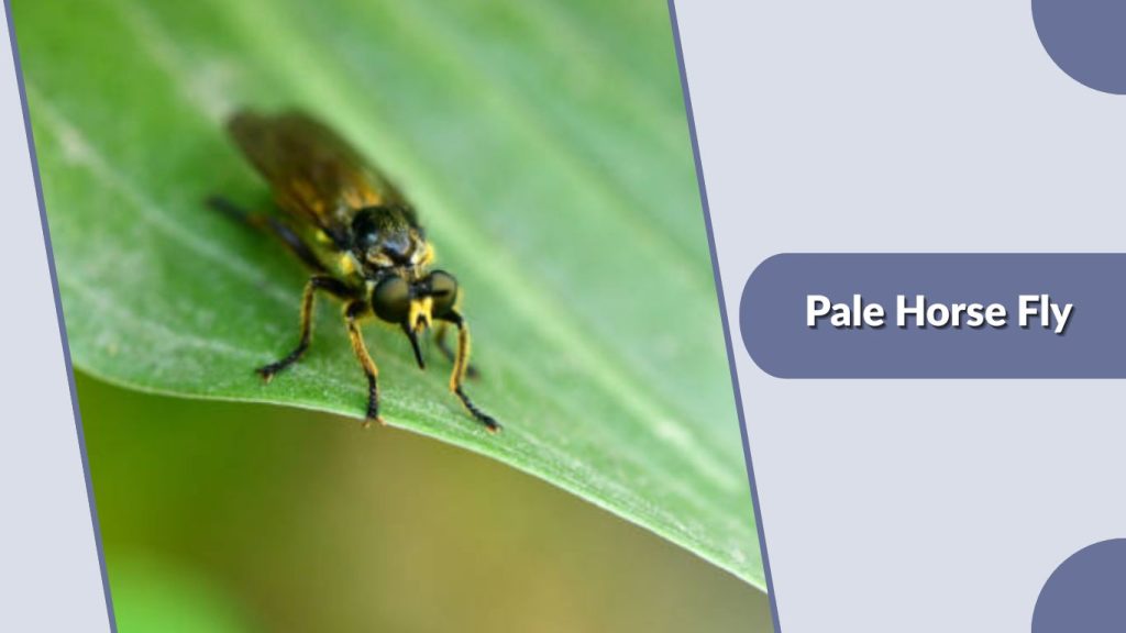  Pale Horse Fly