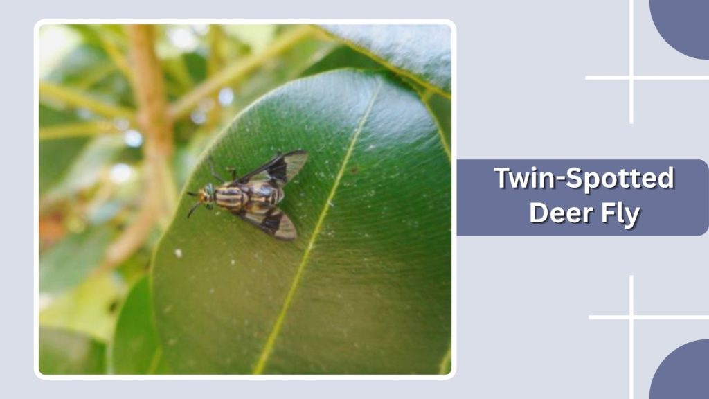 Twin-Spotted Deer Fly