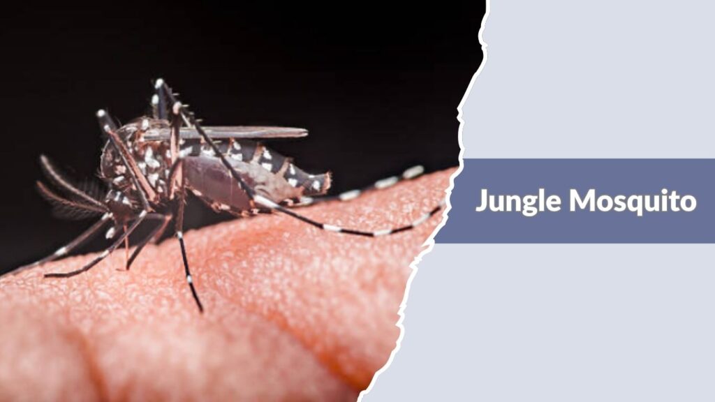 Jungle Mosquito