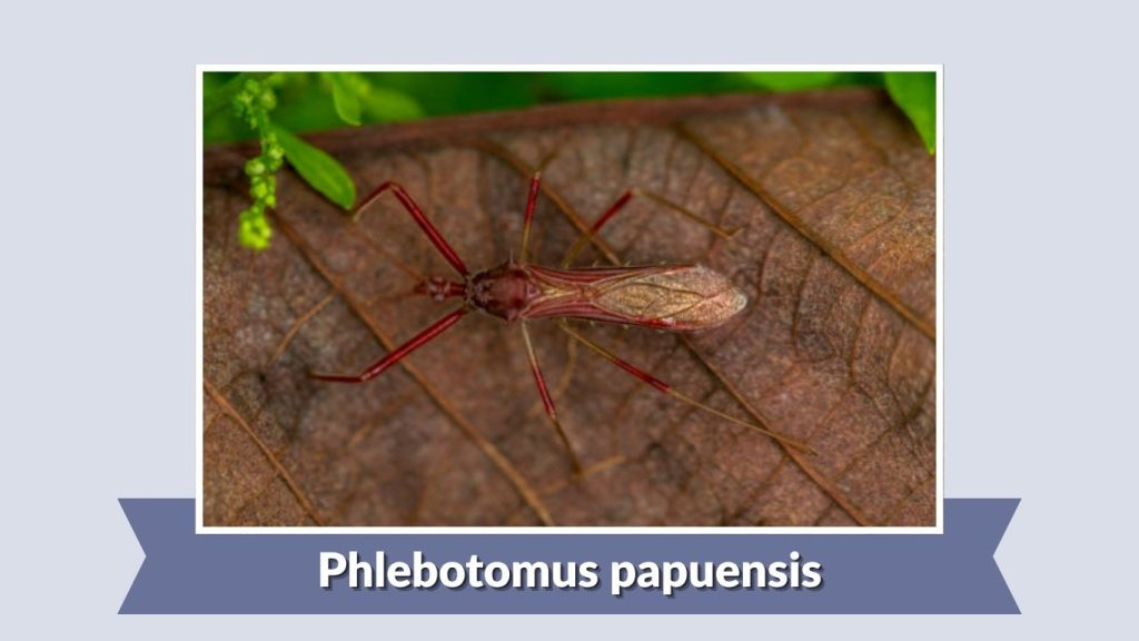 Phlebotomus papuensis