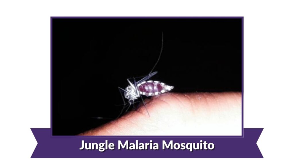 Jungle Malaria Mosquito