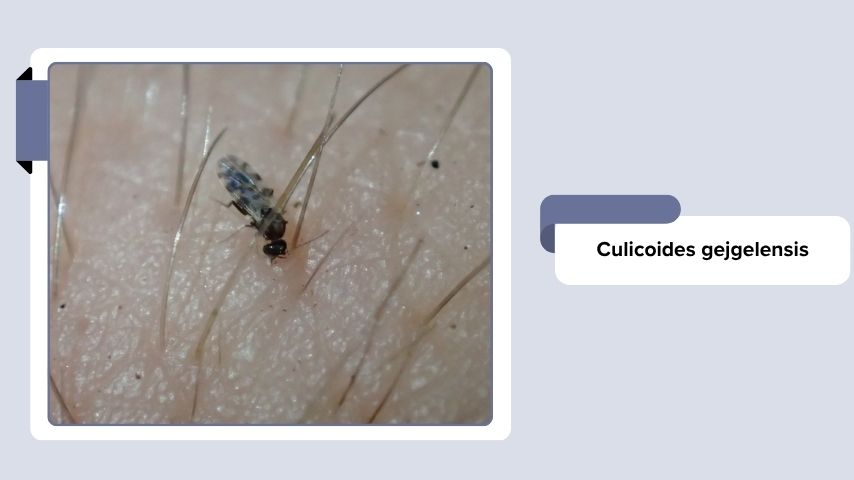 Culicoides gejgelensis