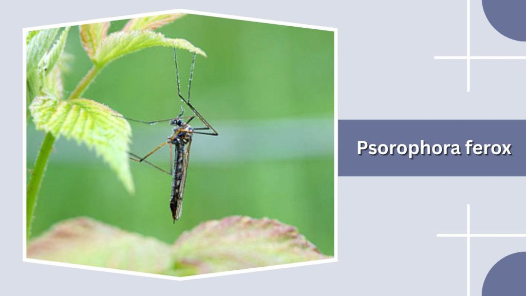 Psorophora ferox