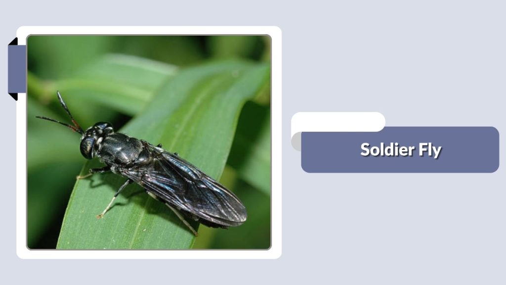Soldier Fly