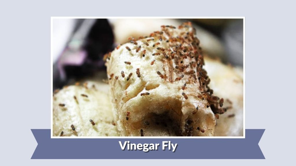 Vinegar Fly