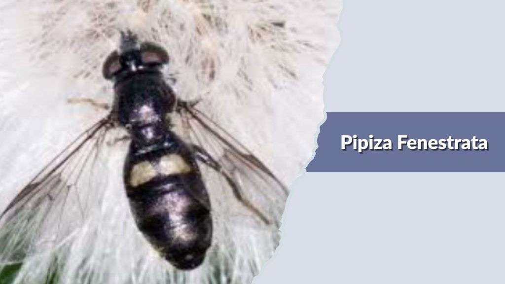 Pipiza Fenestrata
