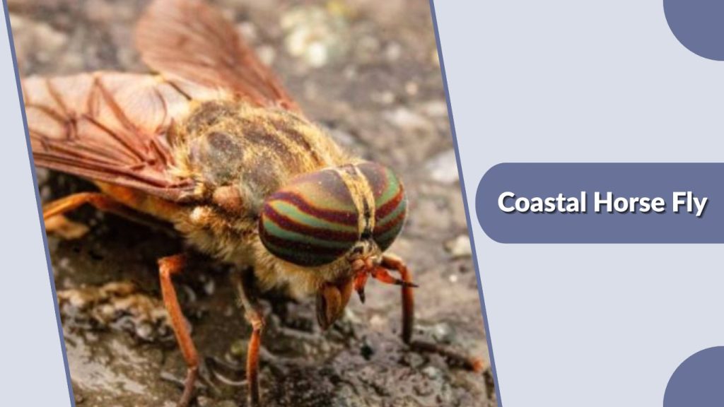  Coastal Horse Fly